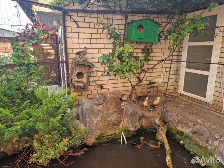 Древесные декоративные утки