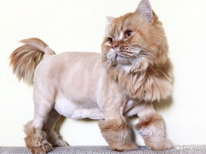 Стрижка кошек в Тюмени. С выездом на дом