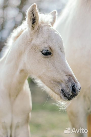 Репортажный фотограф, фотограф