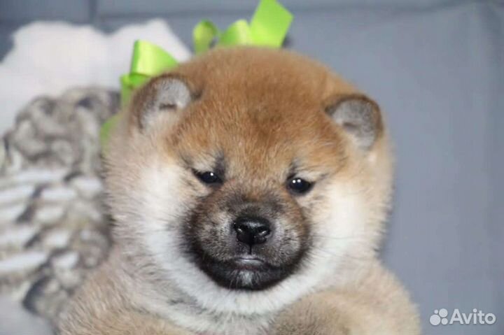 Щенки сиба ину