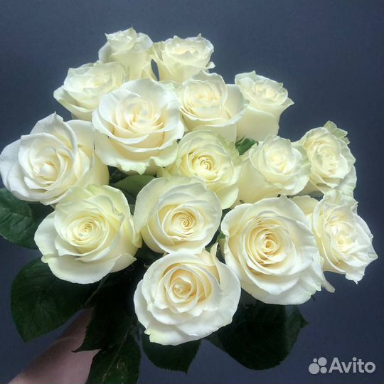 Доставка 46-10-00. 15 белых роз Mondial в ленту