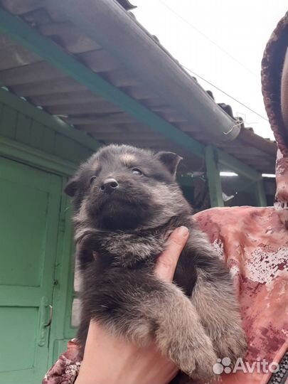 Продаются щенки вео