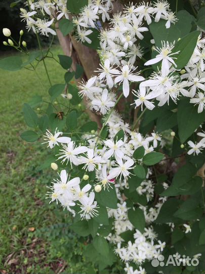 Резерв на весну 2024-Клематис Манчжурский саженцы