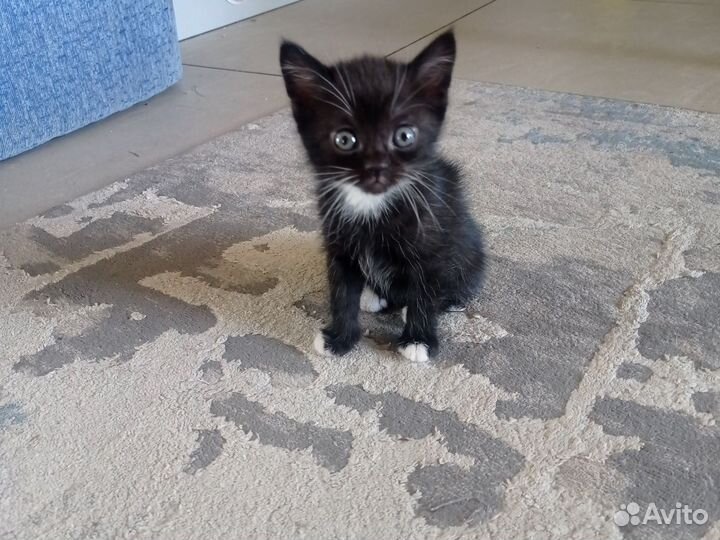 Котята от британской кошки