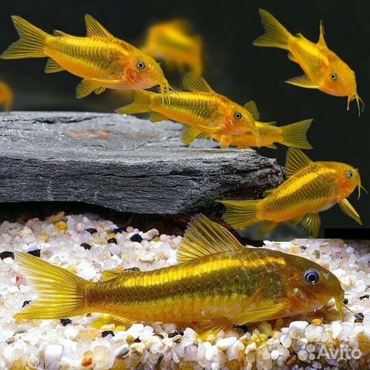Голд Страйп Неон CW10 Коридорасы сомики разные