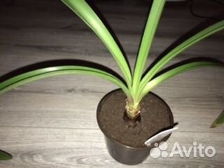 Гиппеаструм Папилио