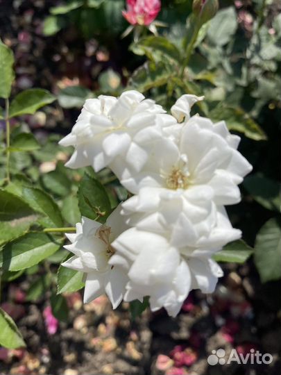 Садовые многолетние цветы