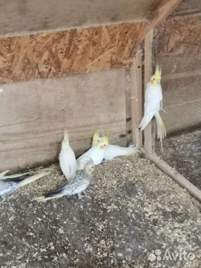 Попугай корелла