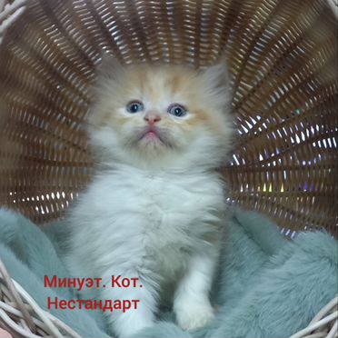 Менуэт длинношёрстный котёнок
