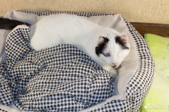 Кошечка в добрые руки