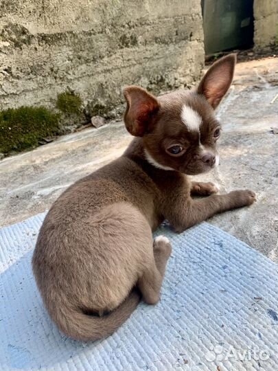 Щенки чихуахуа