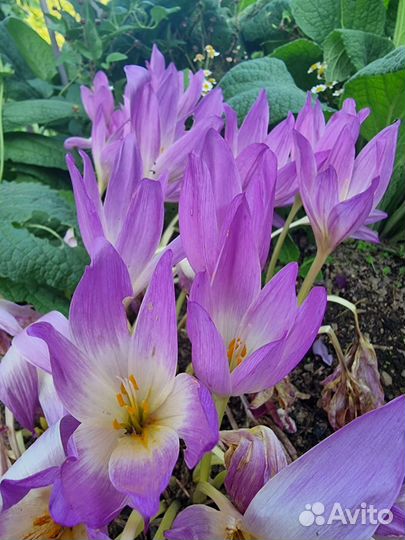 Безвременник