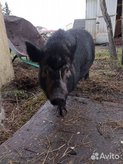 Вьетнамская свинья