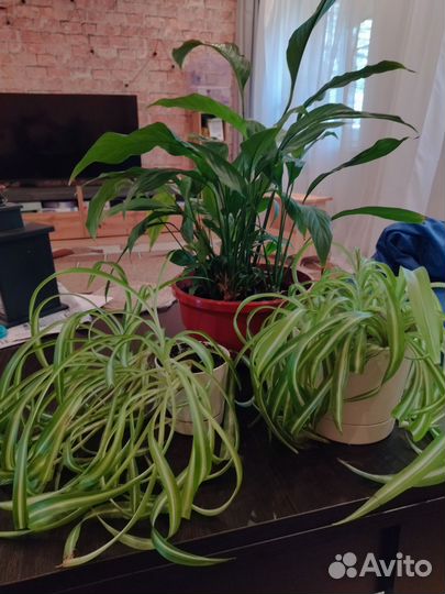 Хлорофитум, спатифиллум