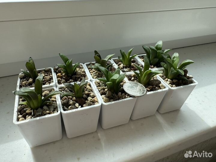 Хавортия ретуза/haworthia retusa