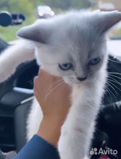 Шотландские котята