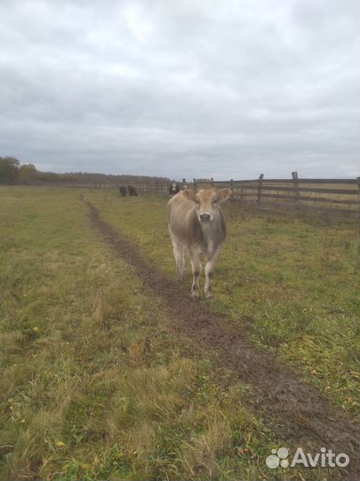 Коровы и телки бычки