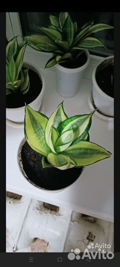 Сансевиерия люсиль полан