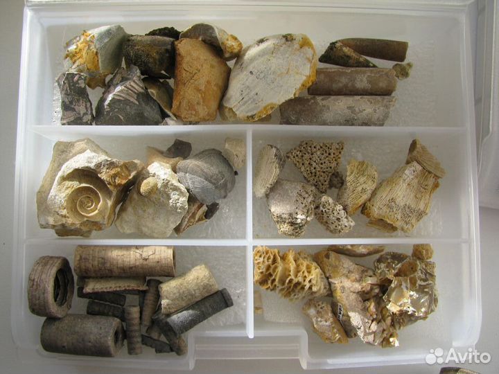 Окаменелости Калужской области