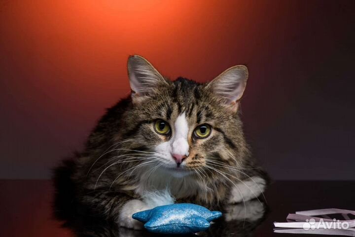 Котик ищет дом