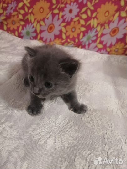 Серые котята в добрые руки