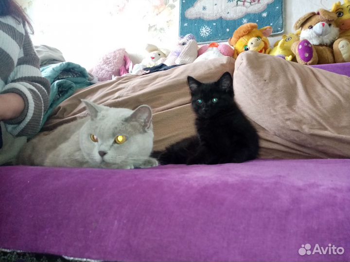 Котята в добрые руки, девочка