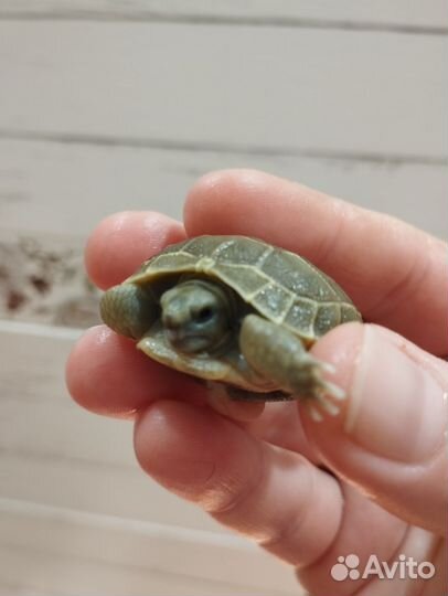 Черепаха сухопутная малыш