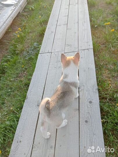 Щенки лайки зсл