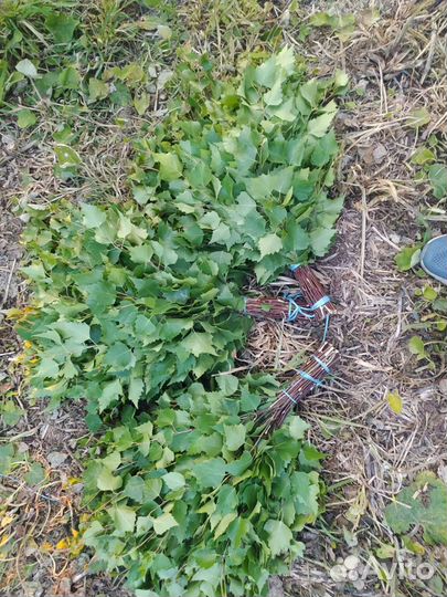 Березовые веники для бани