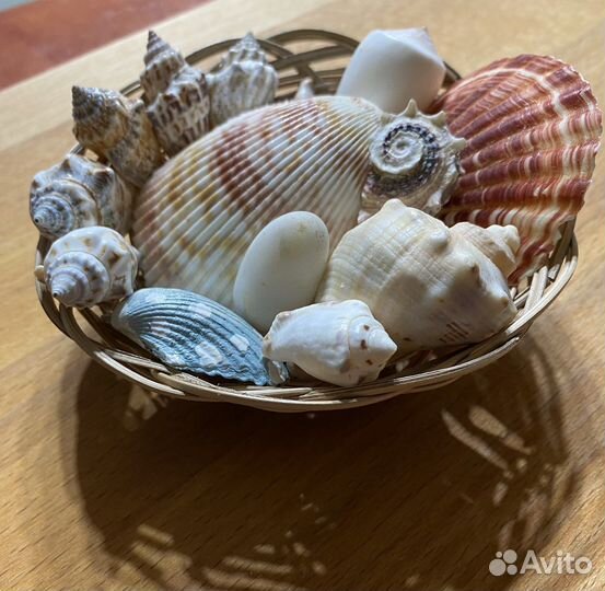 Ракушка(набор морских ракушек с корзинкой)