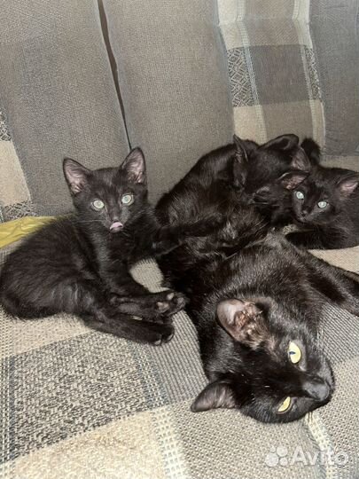 Отдам котят в добрые руки