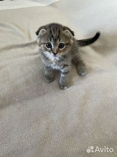 Котята метисы