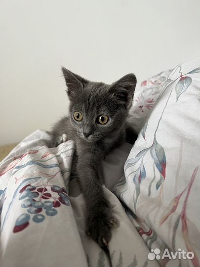 Котёнок мальчик серый