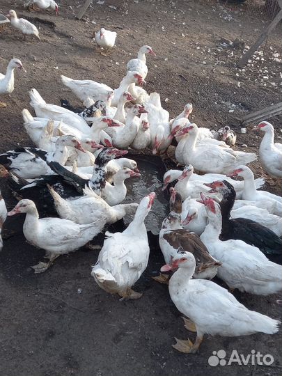 Утки селезень