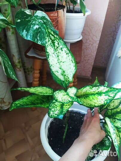 Цветы комнат. в горшках и ростки