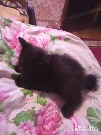 Отдам кошечку