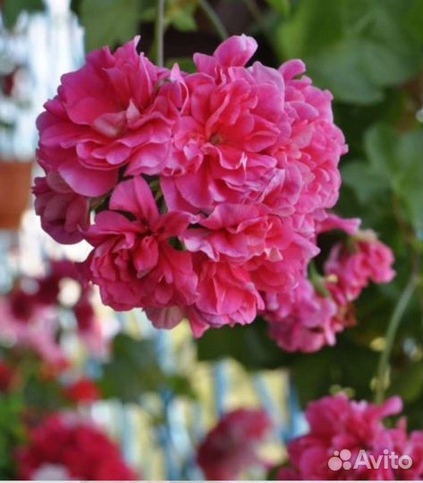 Пеларгония разная