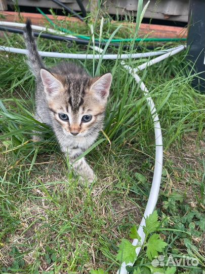 Котенок в дар бесплатно