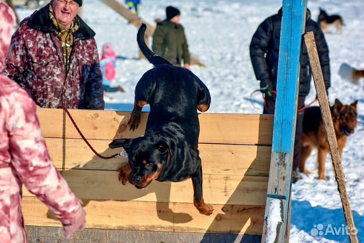 Ищем жениха ротвейлера для вязки