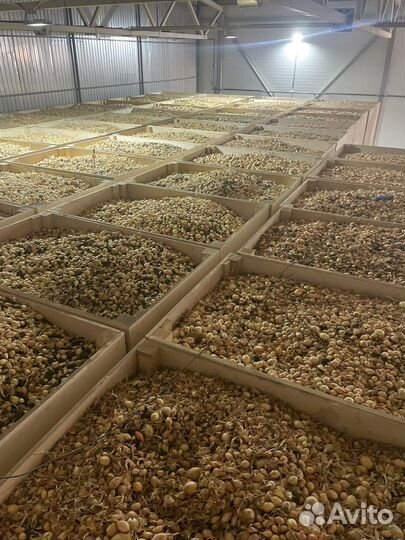Продажа лук севок