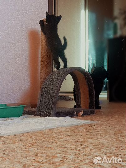 Милейший малыши в добрые руки