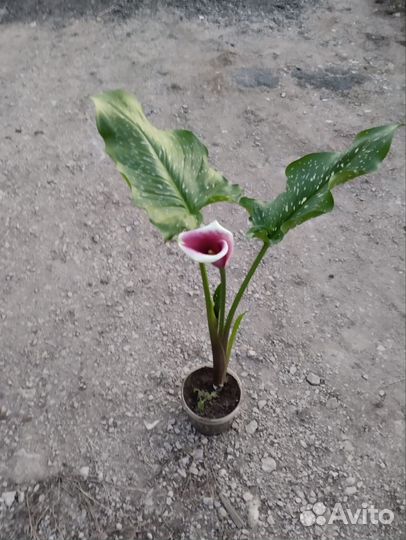 Комнатные растения цветы