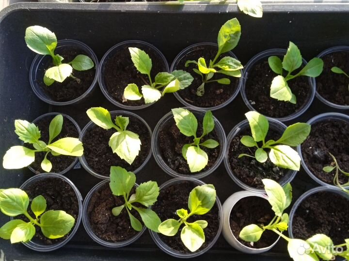 Рассада Петунии, бархатцы, астры