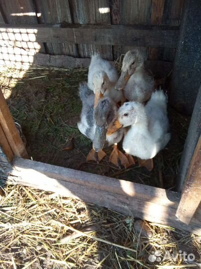 Утята помесь башкирка с черной белогрудой