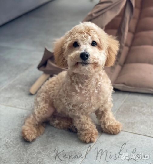 Мальтипу F1 девочка и пекапу ф2 мальчик