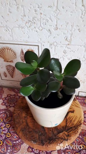 Толстянка 3штуки - цена за все