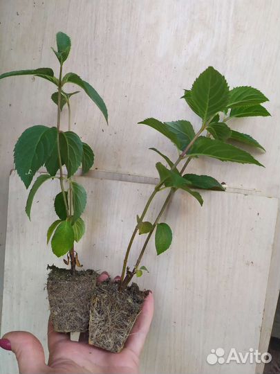 Черенки гортензии