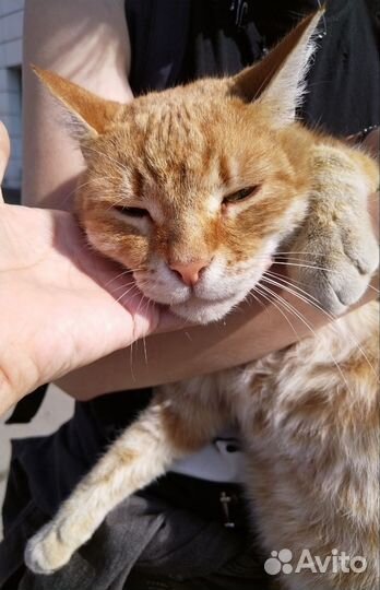 Рыжий кот