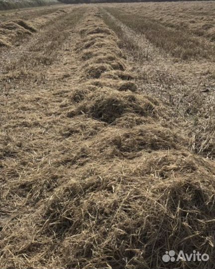 Солома рисовая