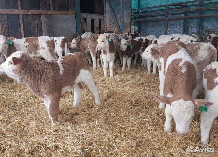 Телята бычки, телки